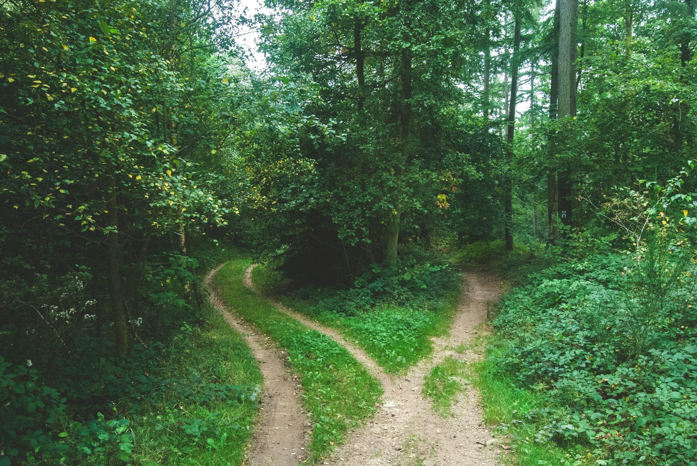 Uma trilha na floresta que se divide em dois caminhos de terra entre árvores altas e verdes